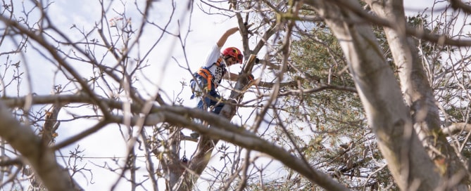 Tree Pruning and Removal – How to Tell When It’s Time