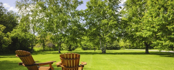 Your Tree Care Checklist for Summer