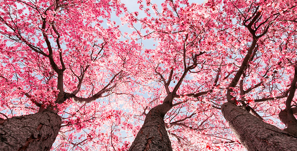 How-to-Keep-Your-Trees-Healthy-During-Drought