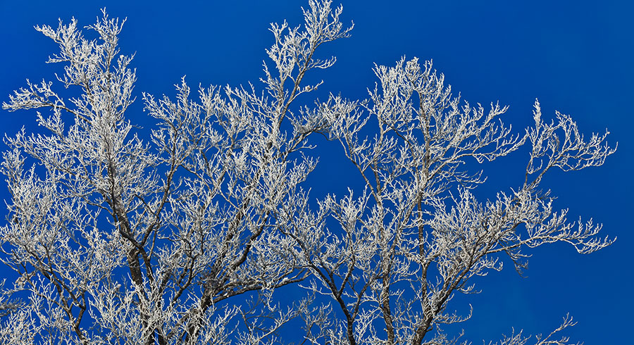 How-to-Prep-Your-Trees-for-Winter