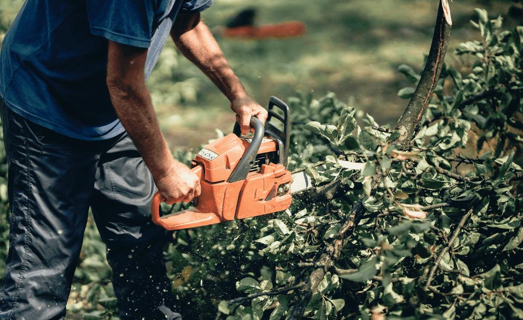 Do I Really Need to Prune My Trees?