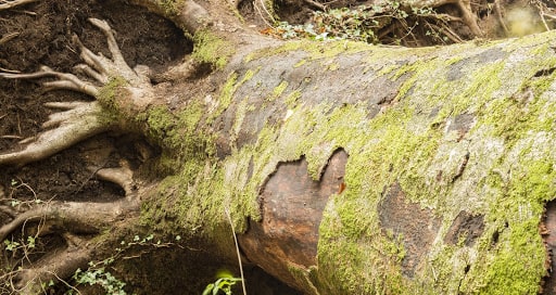 How to Avoid Damaging Your Tree’s Roots