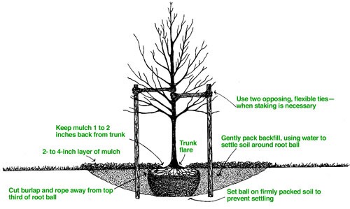 2015-12-21-tree-planting-proper