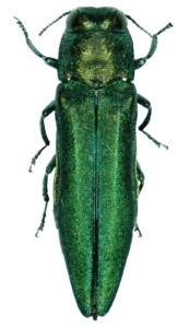 Signs and Symptoms of Emerald Ash Borer