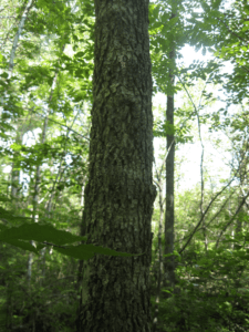 Emerald Ash Borer Infestations