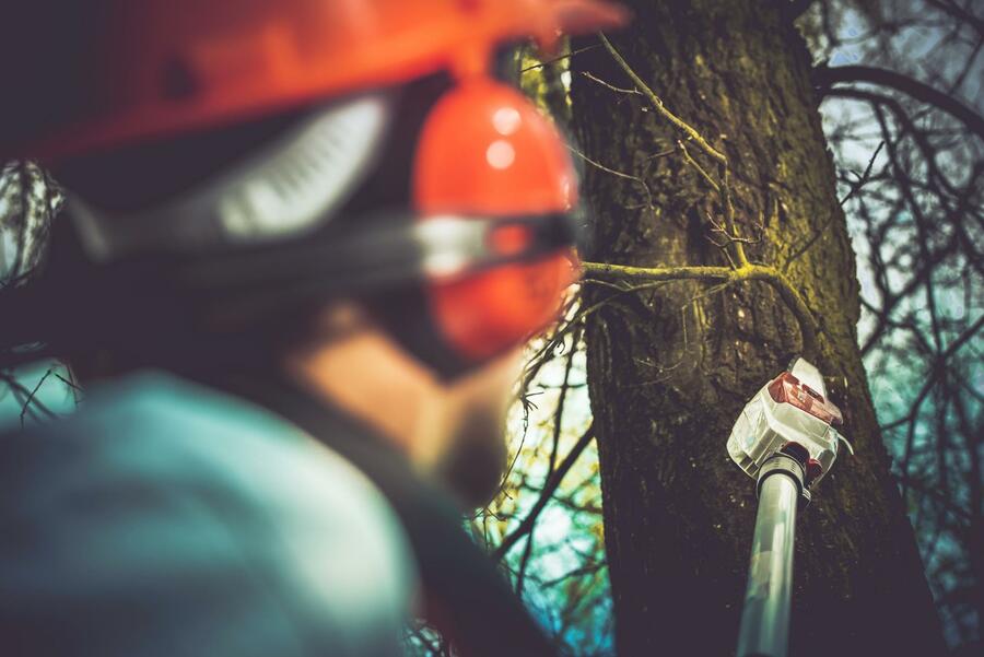 What Is a Tree Inspection? (And Why You Need One)