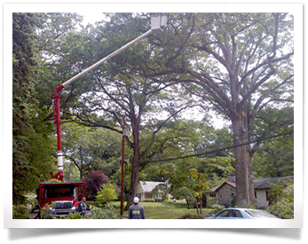 Tree Cranes 