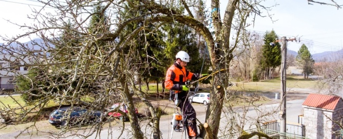 Why Your Tree Company Should Have Insurance