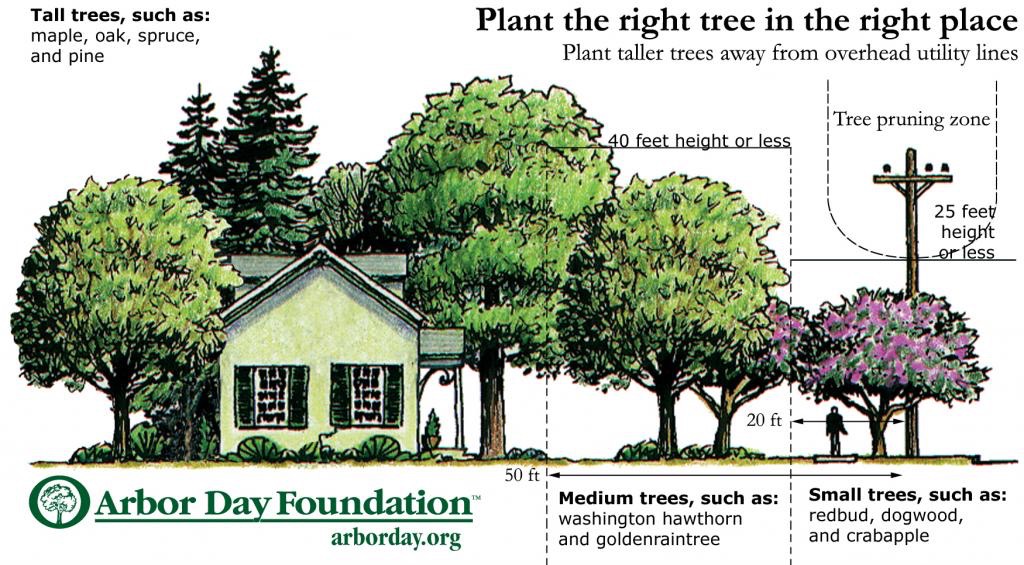 2015-12-21-tree-planing-arbor-day-foundation