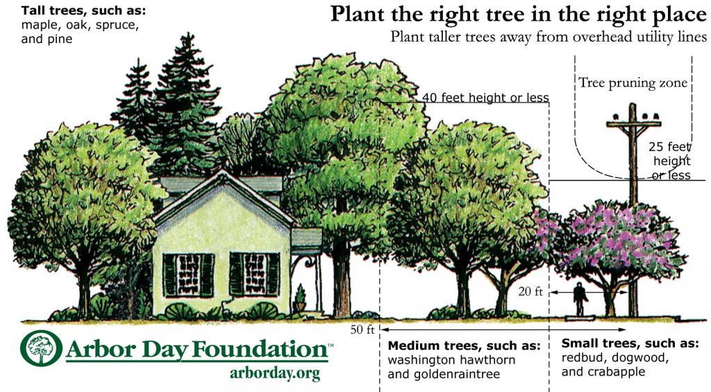 Tree Planting New Jersey Friendly Tree Service